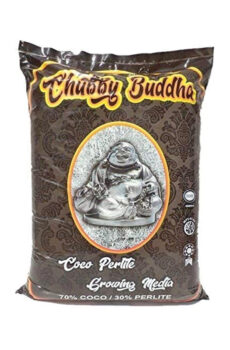 Chubby Buddha Coco